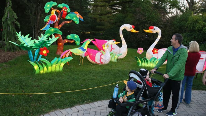 Swans on display at China Lights at Boerner Botanical Gardens.