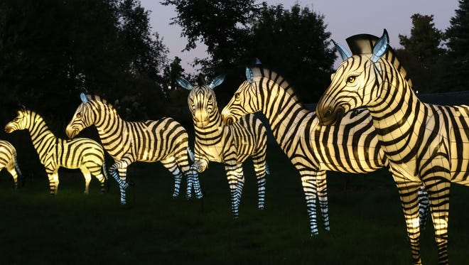A herd of zebras from the China Lights display at Boerner Botanical Gardens.