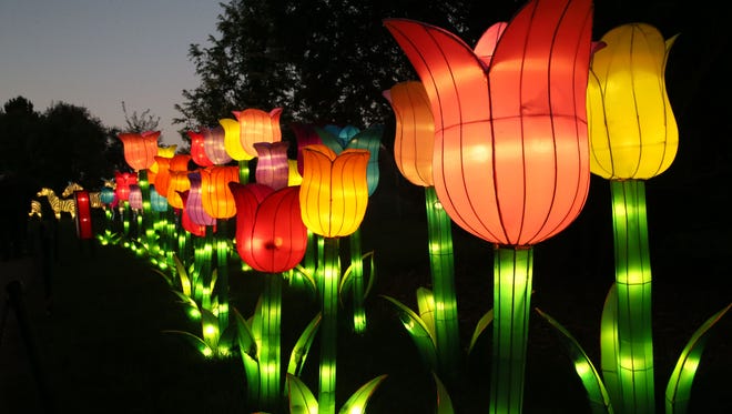 Tulips light the way at the China Lights display at Boerner Botanical Gardens.