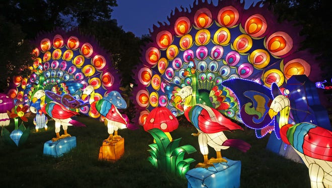 A display features peacocks at China Lights at Boerner Botanical Gardens.