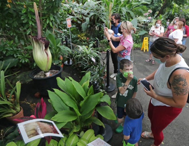 Jackson Weber (7) holds his nose as he and his mother Mercedes Weber and brother Knox (4) of Caledonia look at the rare-blooming "corpse flower" inside the Mitchell Park Domes Horticulture Conservatory in July, 2021.
