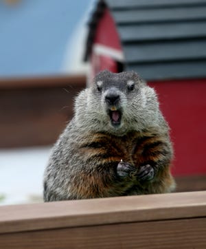 After not seeing his shadow, Milwaukee County Zoo’s Gordy, a groundhog, pauses for a snack on Groundhog Day 2022. Gordy will try again Feb. 2.