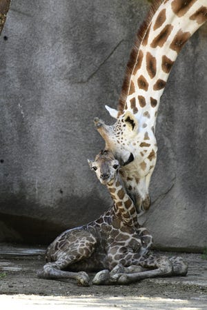 Ziggy the giraffe is one of the moms people can visit at the Milwaukee County Zoo on Mother's Day, when moms get free admission.