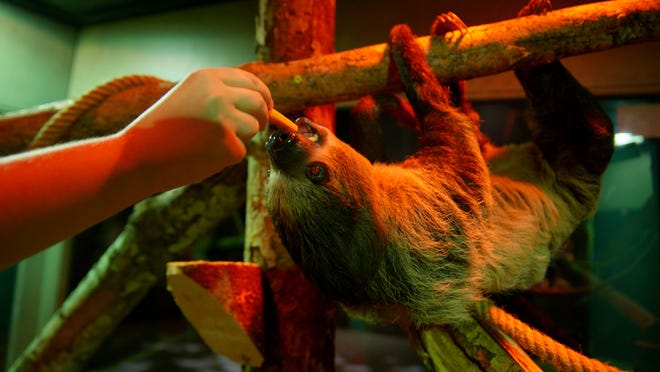 A sloth will be one of the live animals at the Milwaukee Public Museum's temporary exhibit, "Survival of the Slowest," from Feb. 11 to May 19.