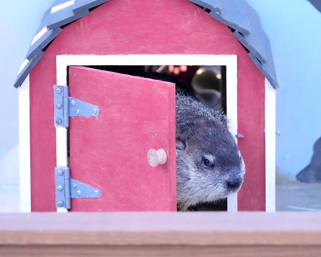 Milwaukee County Zoo resident groundhog, Gordy, peeks his head out while making his annual Groundhog Day appearance at the zoo ’ s Family Farm in Milwaukee on Thursday. Gordy saw his shadow, meaning we can expect six more weeks of winter, according to tradition.