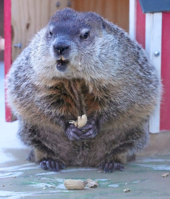 Milwaukee County Zoo resident groundhog, Gordy, eats a peanut while making his annual Groundhog Day appearance at the zoo ’ s Family Farm in Milwaukee on Thursday. Gordy saw his shadow, meaning we can expect six more weeks of winter, according to tradition.