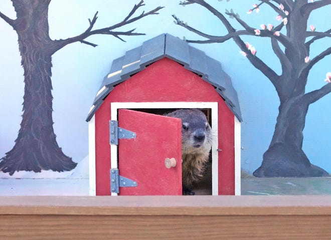 Milwaukee County Zoo resident groundhog, Gordy, peeks his head out while making his annual Groundhog Day appearance at the zoo ’ s Family Farm in Milwaukee on Thursday. Gordy saw his shadow, meaning we can expect six more weeks of winter, according to tradition.