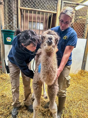Zoo staff examine a female Bactrian camel who was born at the Milwaukee County Zoo on May 20.